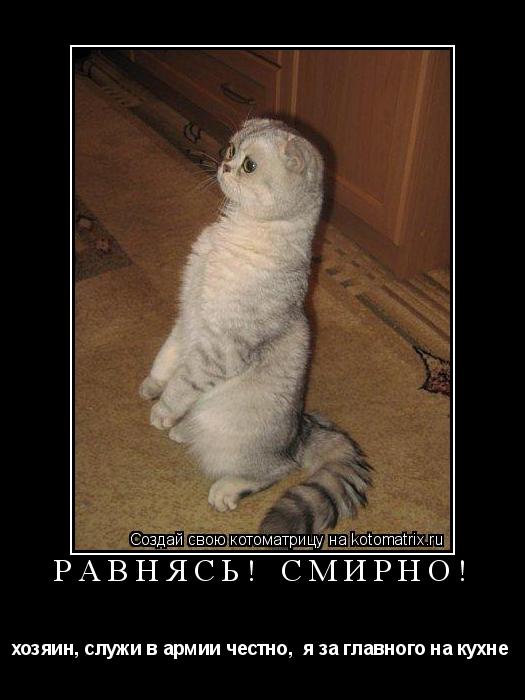 РАВНЯСЬ! СМИРНО! хозяин, служи в армии честно, я за главного на кухне ... Котоматрица: РАВНЯСЬ! СМИРНО! хозяин, служи в армии честно, я за главного на кухне