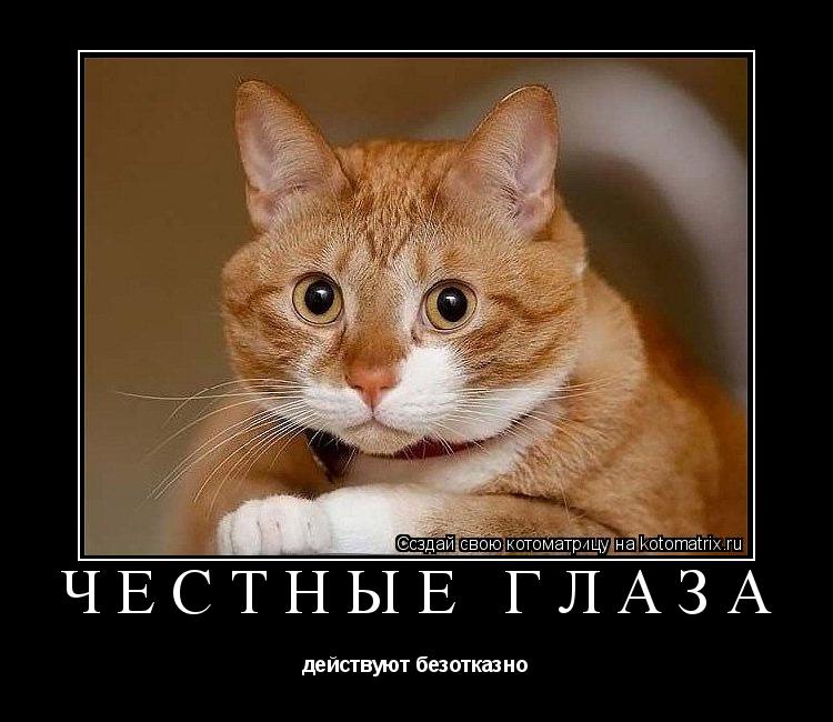 ЧЕСТНЫЕ ГЛАЗА действуют безотказно... Котоматрица: ЧЕСТНЫЕ ГЛАЗА действуют безотказно