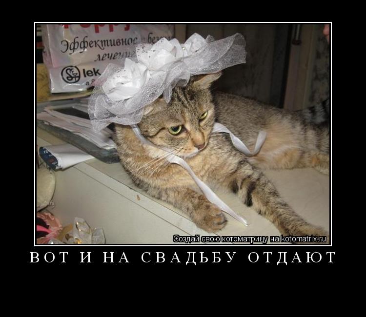Вот и на свадьбу отдают ... Котоматрица: Вот и на свадьбу отдают
