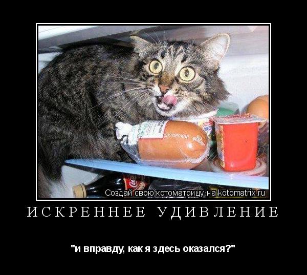 ИСКРЕННЕЕ УДИВЛЕНИЕ "и вправду, как я здесь оказался?"... Котоматрица: ИСКРЕННЕЕ УДИВЛЕНИЕ "и вправду, как я здесь оказался?"