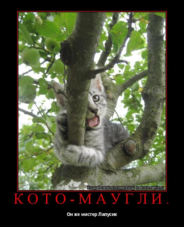 КОТО-МАУГЛИ. Он же мистер Лапусик... Котоматрица: КОТО-МАУГЛИ. Он же мистер Лапусик