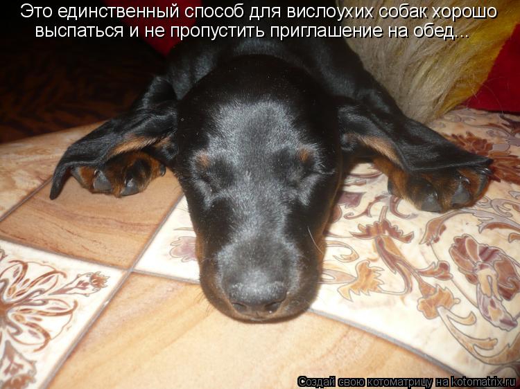 Это единственный способ для вислоухих собак хорошо выспаться и не пропустить приглашение на обед...... Котоматрица: Это единственный способ для вислоухих собак хорошо выспаться и не пропустить приглашение на обед...