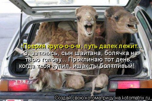 -Прерия круго-о-о-м, путь далек лежит... -Э, заткнись, сын шайтана, болячка на твою голову... Прокли... Котоматрица: -Прерия круго-о-о-м, путь далек лежит... -Э, заткнись, сын шайтана, болячка на твою голову... Проклинаю тот день, когда тебя купил, ишак-ты болтл