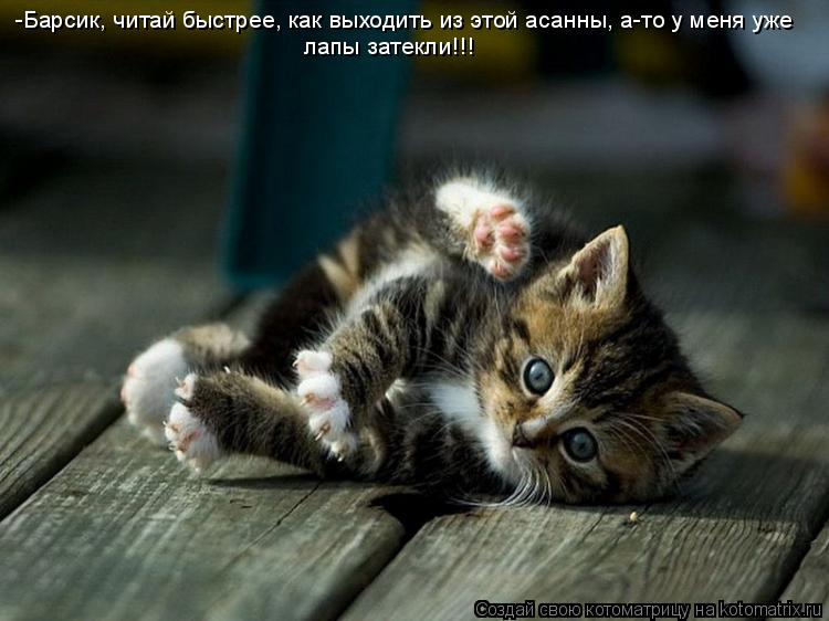 -Барсик, читай быстрее, как выходить из этой асанны, а-то у меня уже лапы затекли!!!... Котоматрица: -Барсик, читай быстрее, как выходить из этой асанны, а-то у меня уже лапы затекли!!!