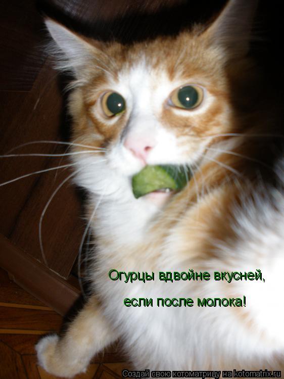 Огурцы вдвойне вкусней, если после молока!... Котоматрица: Огурцы вдвойне вкусней, если после молока!