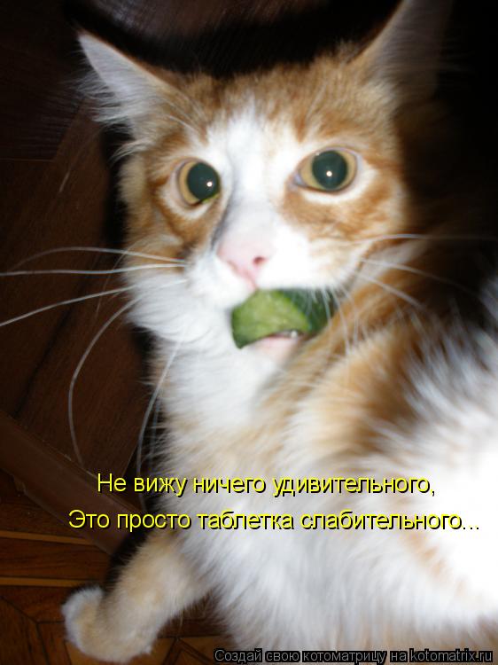 Не вижу ничего удивительного, Это просто таблетка слабительного...... Котоматрица: Не вижу ничего удивительного, Это просто таблетка слабительного...