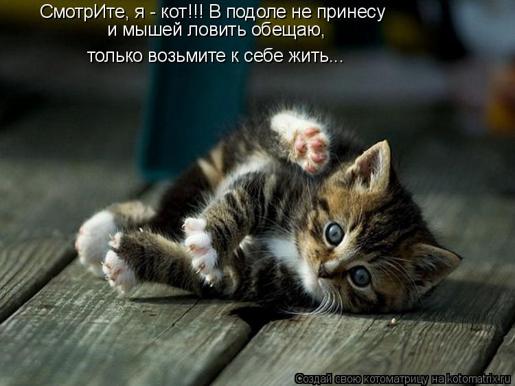 СмотрИте, я - кот!!! В подоле не принесу и мышей ловить обещаю, только возьмите к себе жить...... Котоматрица: СмотрИте, я - кот!!! В подоле не принесу и мышей ловить обещаю, только возьмите к себе жить...
