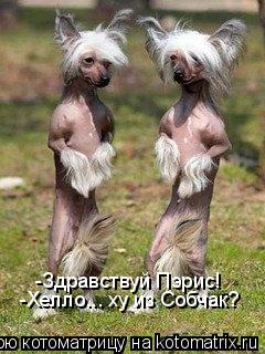 -Здравствуй Пэрис! -Хелло... ху из Собчак?... Котоматрица: -Здравствуй Пэрис! -Хелло... ху из Собчак?