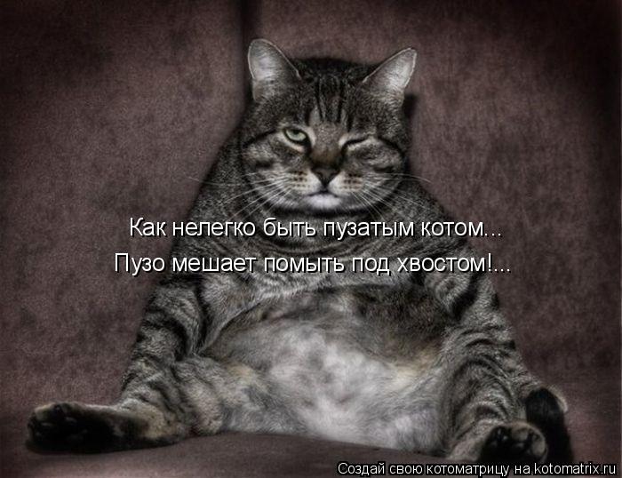 Как нелегко быть пузатым котом... Пузо мешает помыть под хвостом!...... Котоматрица: Как нелегко быть пузатым котом... Пузо мешает помыть под хвостом!...
