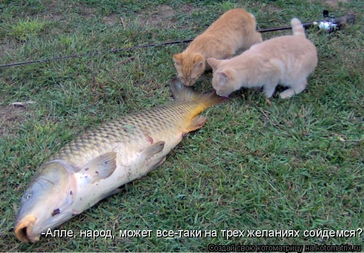 -Алле, народ, может все-таки на трех желаниях сойдемся?... Котоматрица: -Алле, народ, может все-таки на трех желаниях сойдемся?
