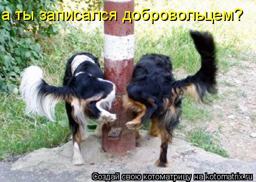 а ты записался добровольцем?... Котоматрица: а ты записался добровольцем?