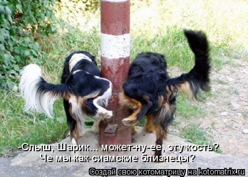 -Слыш, Шарик... может-ну-ее, эту кость? Че мы как сиамские близнецы?... Котоматрица: -Слыш, Шарик... может-ну-ее, эту кость? Че мы как сиамские близнецы?