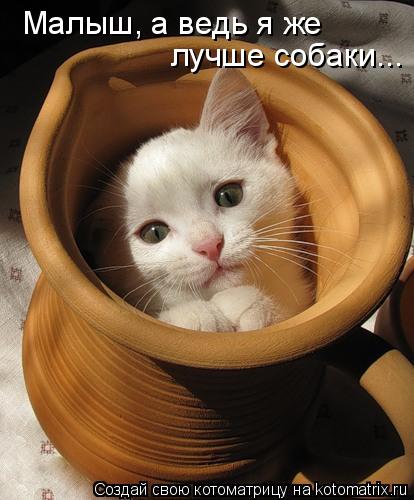 Малыш, а ведь я же лучше собаки...... Котоматрица: Малыш, а ведь я же лучше собаки...