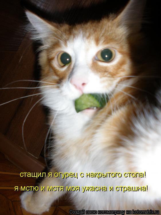 стащил я огурец с накрытого стола! я мстю и мстя моя ужасна и страшна!... Котоматрица: стащил я огурец с накрытого стола! я мстю и мстя моя ужасна и страшна!