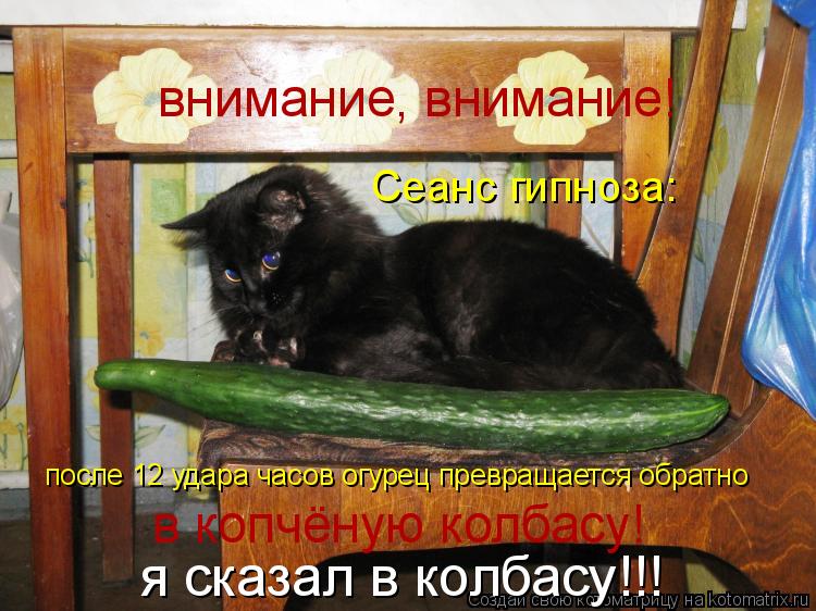 Сеанс гипноза: после 12 удара часов огурец превращается обратно в копчёную колбасу! внимание, вниман... Котоматрица: Сеанс гипноза: после 12 удара часов огурец превращается обратно в копчёную колбасу! внимание, внимание! я сказал в колбасу!!!