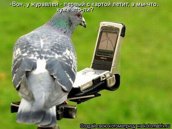 -Вон, у журавлей - первый с картой летит, а мы-что, хуже что-ли?... Котоматрица: -Вон, у журавлей - первый с картой летит, а мы-что, хуже что-ли?