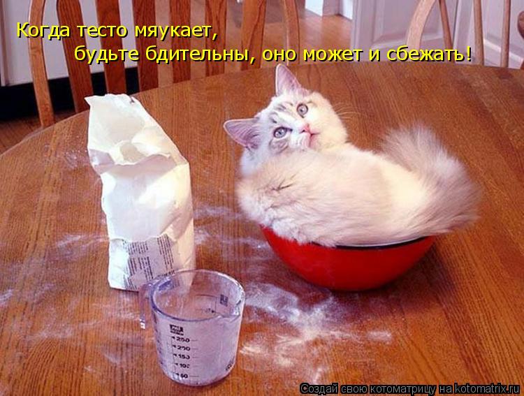 Когда тесто мяукает, будьте бдительны, оно может и сбежать!... Котоматрица: Когда тесто мяукает, будьте бдительны, оно может и сбежать!
