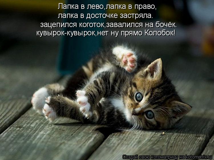 Лапка в лево,лапка в право, лапка в досточке застряла. зацепился коготок,завалился на бочёк. кувырок-... Котоматрица: Лапка в лево,лапка в право, лапка в досточке застряла. зацепился коготок,завалился на бочёк. кувырок-кувырок,нет ну прямо Колобок!