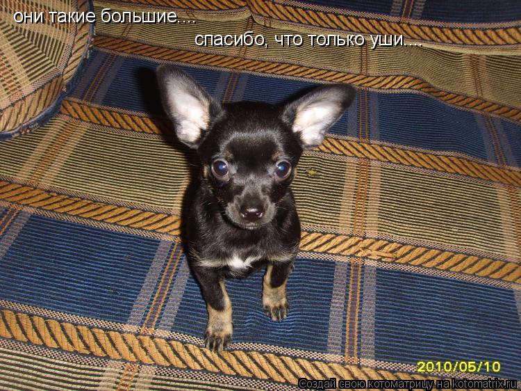 они такие большие.... спасибо, что только уши....... Котоматрица: они такие большие.... спасибо, что только уши....