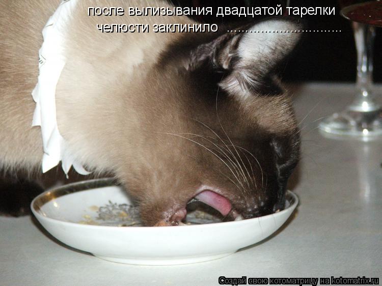 после вылизывания двадцатой тарелки челюсти заклинило .................................. Котоматрица: после вылизывания двадцатой тарелки челюсти заклинило ...............................