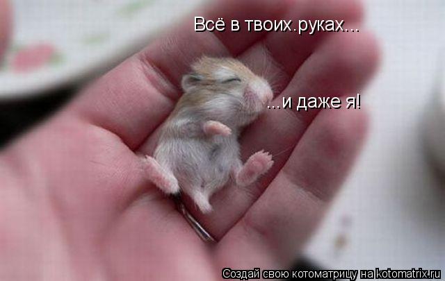 Всё в твоих.руках... ...и даже я!... Котоматрица: Всё в твоих.руках... ...и даже я!