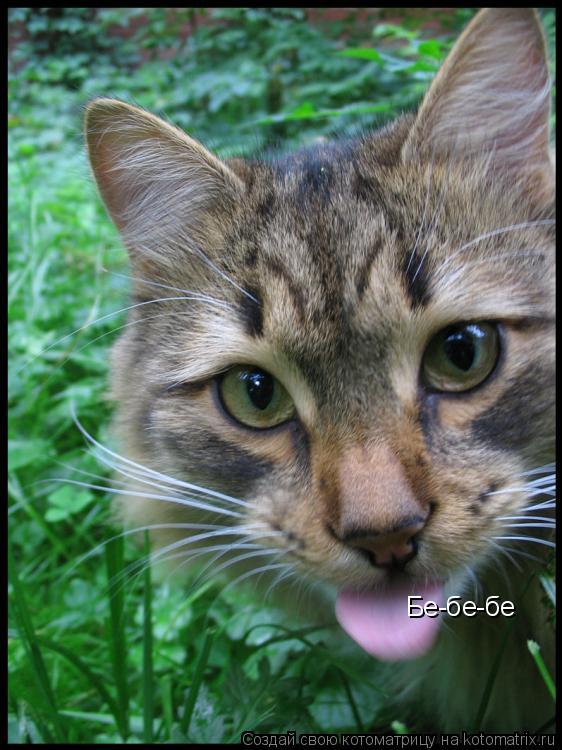 Бе-бе-бе... Котоматрица: Бе-бе-бе