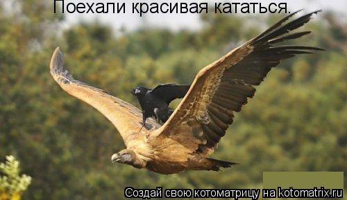 Поехали красивая кататься.... Котоматрица: Поехали красивая кататься.