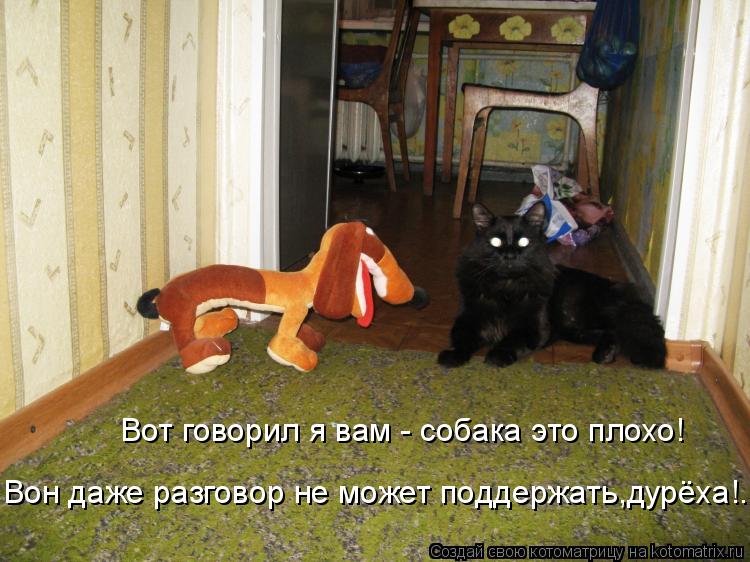 Котоматрица: Вот говорил я вам - собака это плохо! Вон даже разговор не может поддержать,дурёха!...