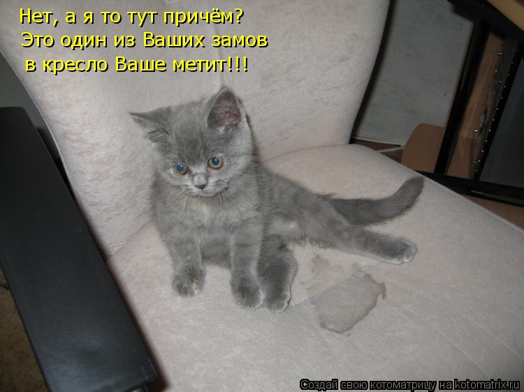 Нет, а я то тут причём? Это один из Ваших замов в кресло Ваше метит!!!... Котоматрица: Нет, а я то тут причём? Это один из Ваших замов в кресло Ваше метит!!!
