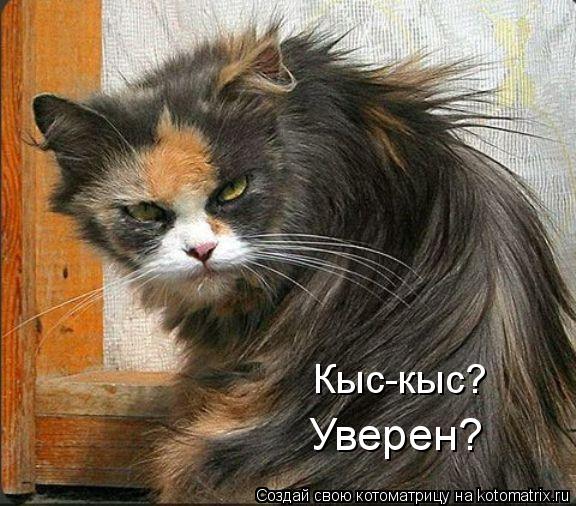 Кыс-кыс? Уверен?... Котоматрица: Кыс-кыс? Уверен?