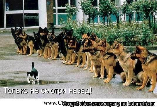 Только не смотри назад!... Котоматрица: Только не смотри назад!
