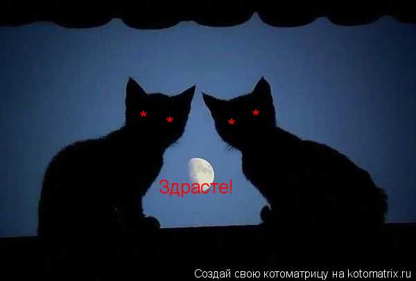* * * * Здрасте!... Котоматрица: * * * * Здрасте!