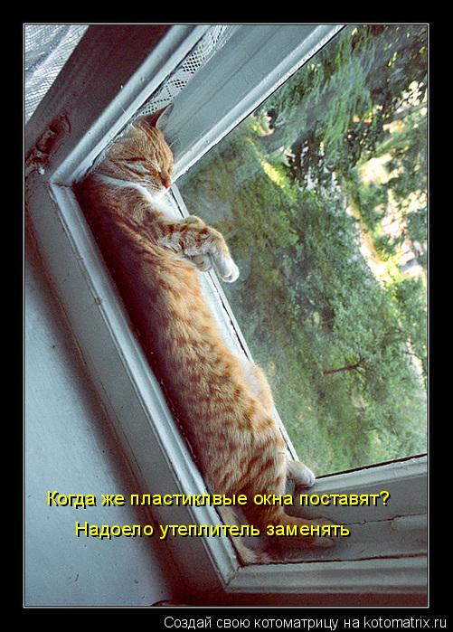 Когда же пластиклвые окна поставят? Надоело утеплитель заменять... Котоматрица: Когда же пластиклвые окна поставят? Надоело утеплитель заменять