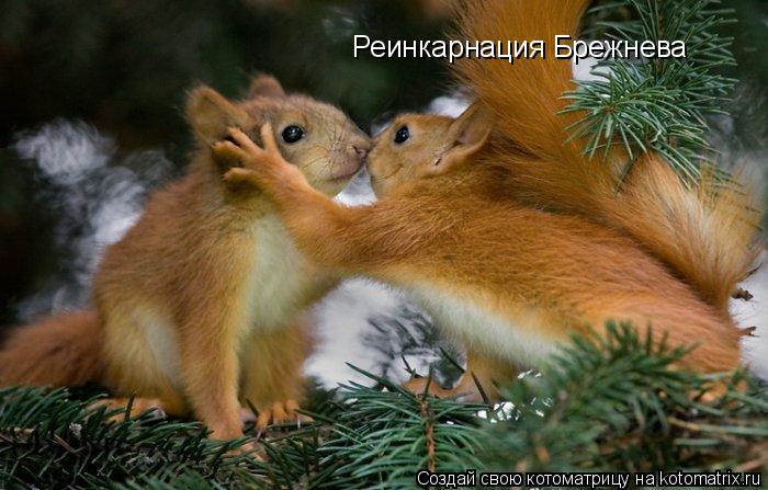 Реинкарнация Брежнева... Котоматрица: Реинкарнация Брежнева