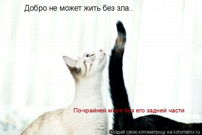 Добро не может жить без зла.. По-крайней мере без его задней части... Котоматрица: Добро не может жить без зла.. По-крайней мере без его задней части