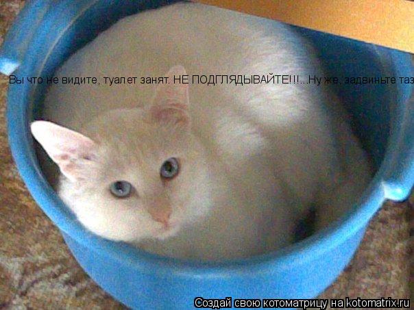 Вы что не видите, туалет занят. НЕ ПОДГЛЯДЫВАЙТЕ!!!...Ну же, задвиньте таз.... Котоматрица: Вы что не видите, туалет занят. НЕ ПОДГЛЯДЫВАЙТЕ!!!...Ну же, задвиньте таз.