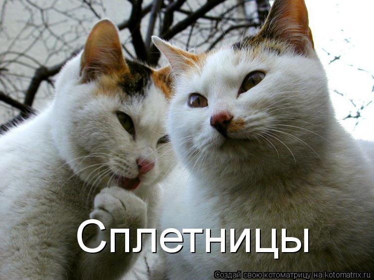 Сплетницы... Котоматрица: Сплетницы