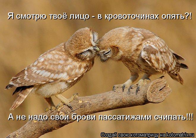Я смотрю твоё лицо - в кровоточинах опять?! А не надо свои брови пассатижами счипать!!!... Котоматрица: Я смотрю твоё лицо - в кровоточинах опять?! А не надо свои брови пассатижами счипать!!!