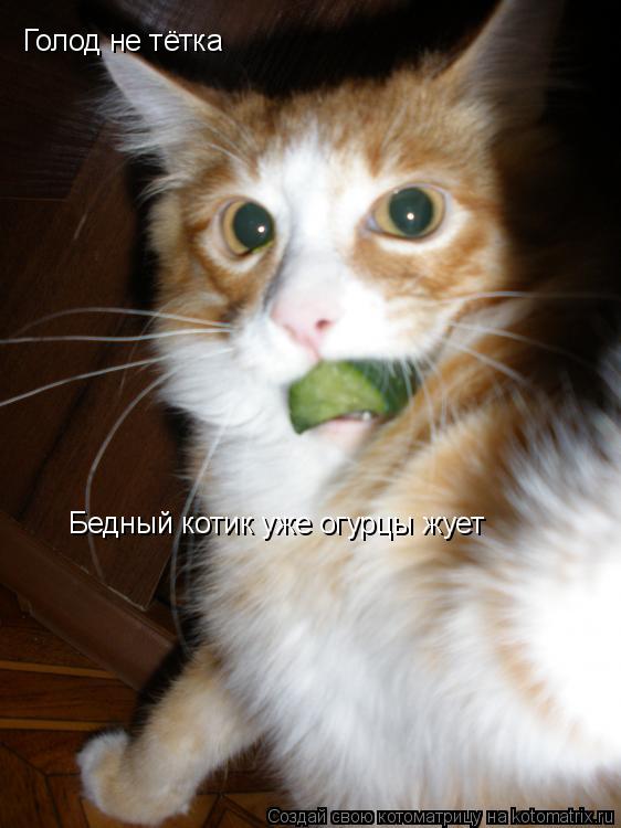 Голод не тётка Бедный котик уже огурцы жует... Котоматрица: Голод не тётка Бедный котик уже огурцы жует