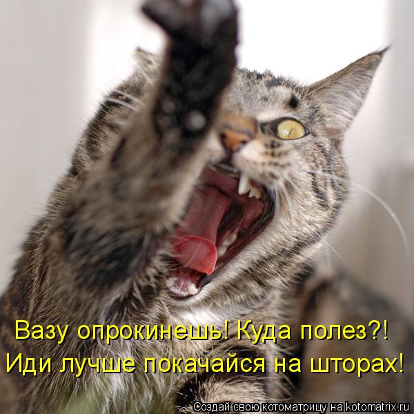 Вазу опрокинешь! Куда полез?! Иди лучше покачайся на шторах!... Котоматрица: Вазу опрокинешь! Куда полез?! Иди лучше покачайся на шторах!
