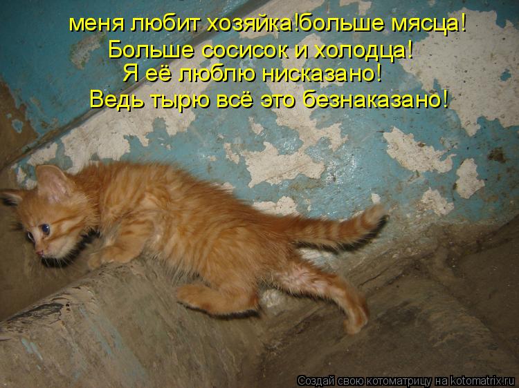меня любит хозяйка!больше мясца! Больше сосисок и холодца! Я её люблю нисказано! Ведь тырю всё это бе... Котоматрица: меня любит хозяйка!больше мясца! Больше сосисок и холодца! Я её люблю нисказано! Ведь тырю всё это безнаказано!