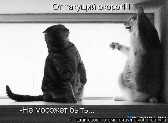 -От такущий окорок!!! -Не мооожет быть...... Котоматрица: -От такущий окорок!!! -Не мооожет быть...