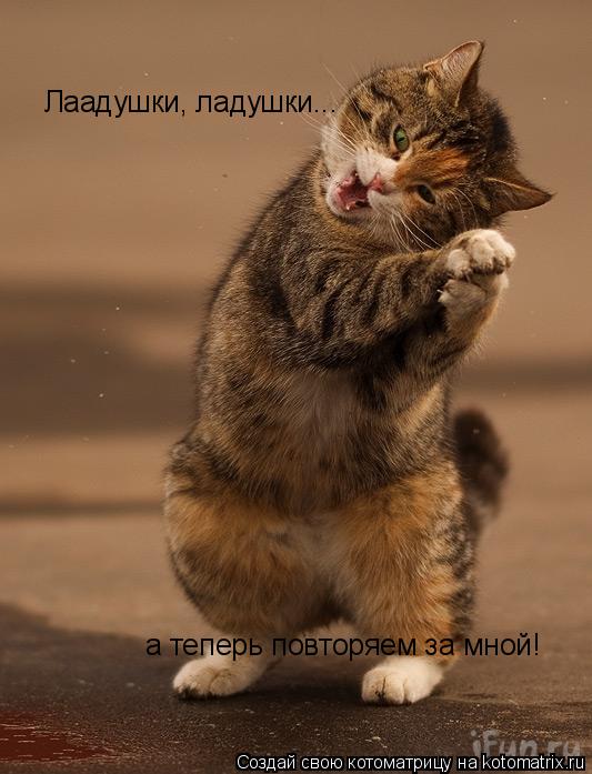 Лаадушки, ладушки... а теперь повторяем за мной!... Котоматрица: Лаадушки, ладушки... а теперь повторяем за мной!