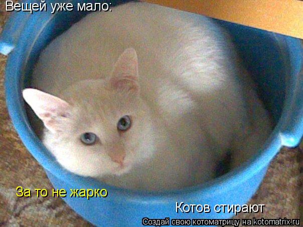 Вещей уже мало: Котов стирают За то не жарко... Котоматрица: Вещей уже мало: Котов стирают За то не жарко