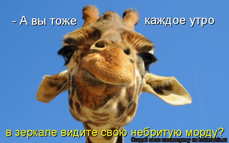 - А вы тоже каждое утро в зеркале видите свою небритую морду?... Котоматрица: - А вы тоже каждое утро в зеркале видите свою небритую морду?