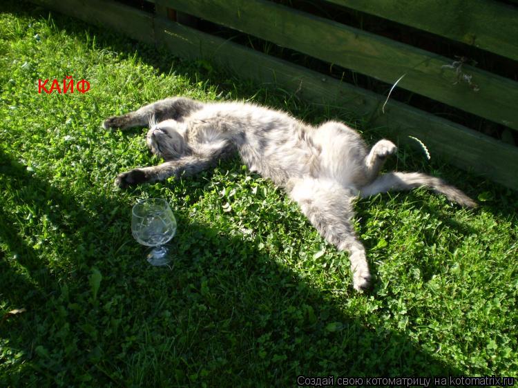 КАЙФ... Котоматрица: КАЙФ