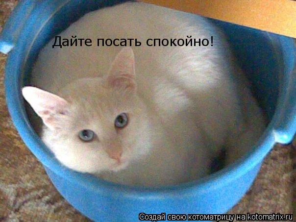 Дайте посать спокойно!... Котоматрица: Дайте посать спокойно!