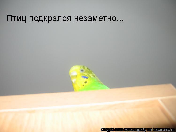 Птиц подкрался незаметно...... Котоматрица: Птиц подкрался незаметно...