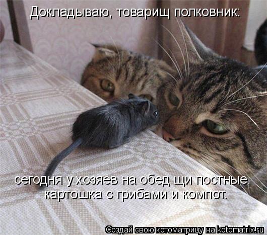 Докладываю, товарищ полковник: сегодня у хозяев на обед щи постные, картошка с грибами и компот.... Котоматрица: Докладываю, товарищ полковник: сегодня у хозяев на обед щи постные, картошка с грибами и компот.