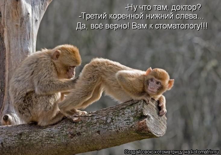 -Ну что там, доктор? -Третий коренной нижний слева... Да, всё верно! Вам к стоматологу!!!... Котоматрица: -Ну что там, доктор? -Третий коренной нижний слева... Да, всё верно! Вам к стоматологу!!!